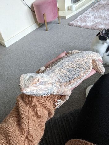 8 year old bearded dragon