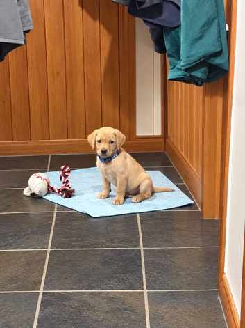 Kc reg fox red labs