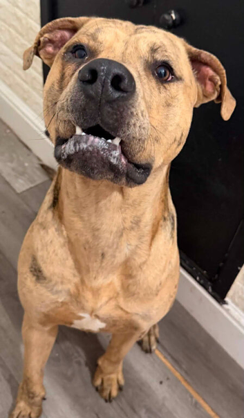 Mixed Breed Puppy needs rehoming ASAP
