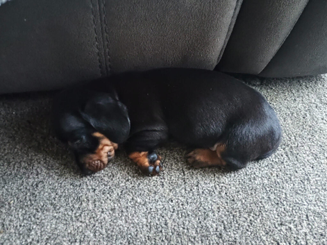 Miniature dachshund