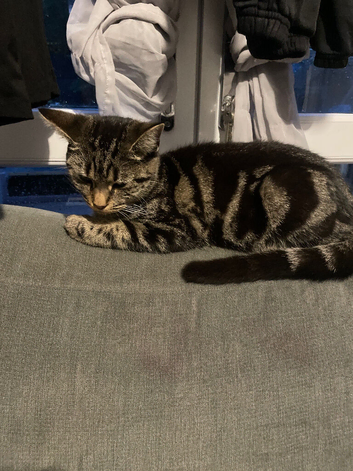 7 month old kitten for sale