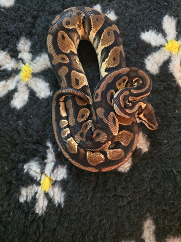 Proven, RTB and adult royal pythons