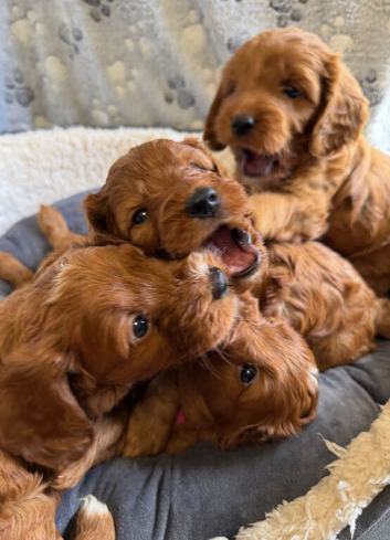 ️RED cockerpoo puppies️