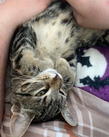 Tabby female