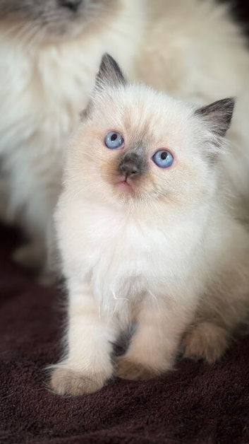 Beautiful seal point ragdoll kittens