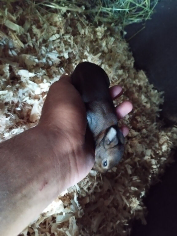 1 week old mini rex ready to reserve