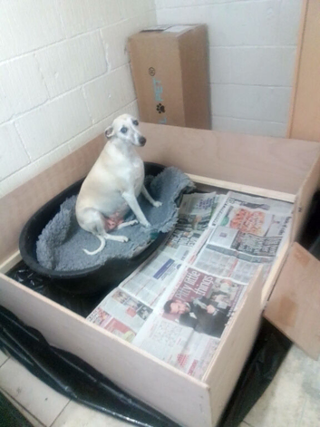 Kennel club registered pups due on 23rd October