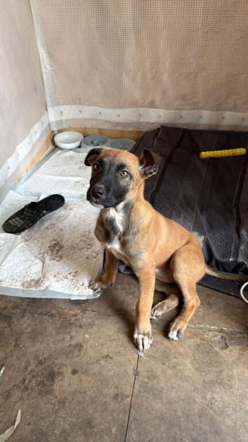 Dutch shepherd puppy