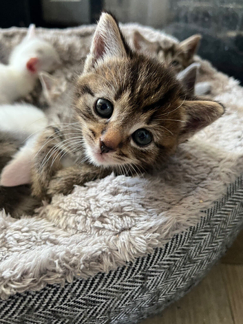 5 Kittens left
