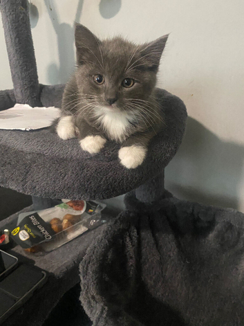 Grey and white female