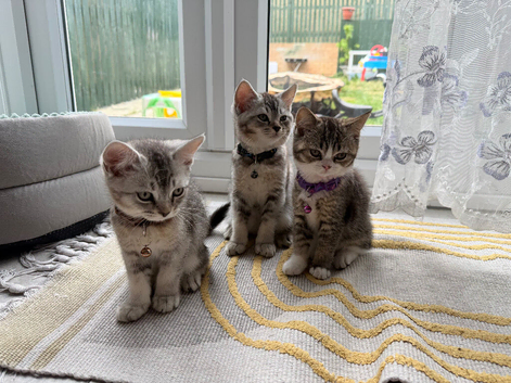 * Beautiful Scottish Straight Kittens for Sale