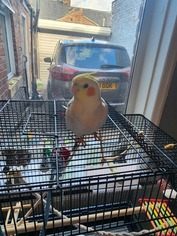 Singing Male Cockatiel