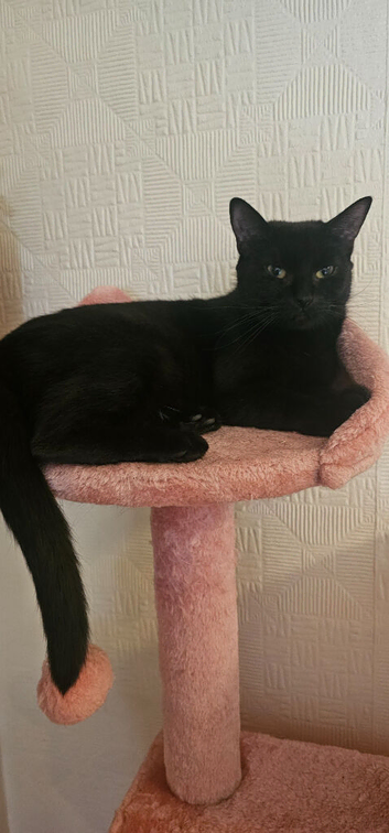 2 years old black cat