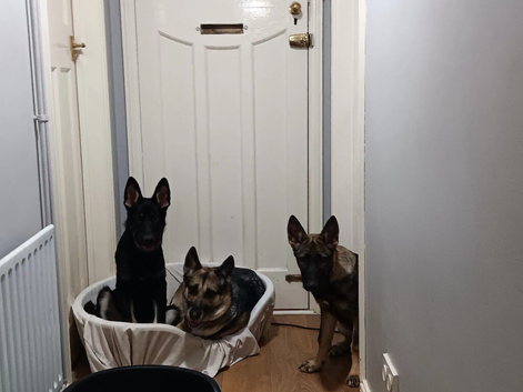 2 male german shepherd puppies.