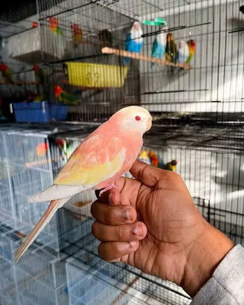 Looking for Pink Bourke Parakeets