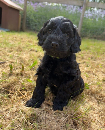 Cockapoo puppies F1