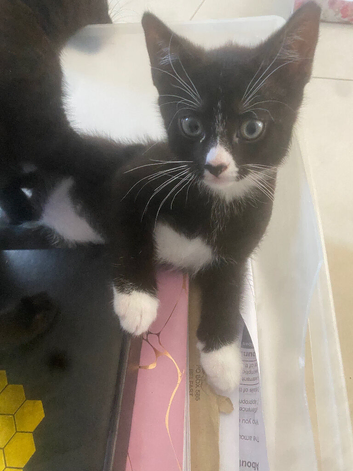 Kittens