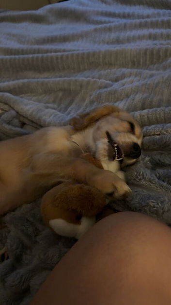 3 month old cocker spaniel