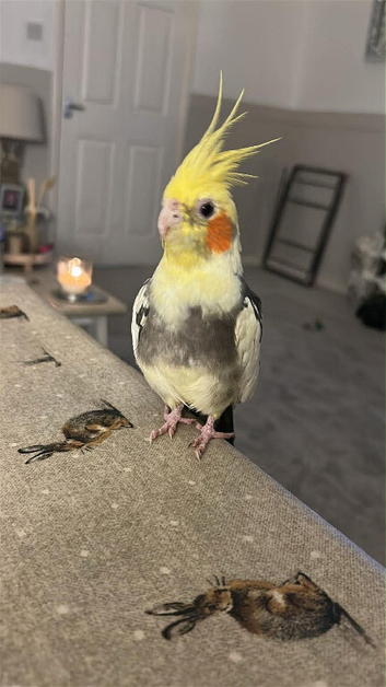 Lovely sweet cockatiel.