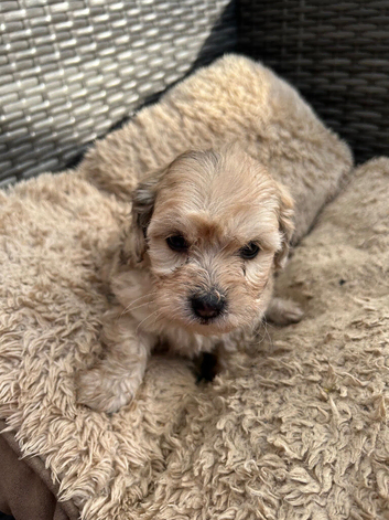 5 Lhasapoos puppies