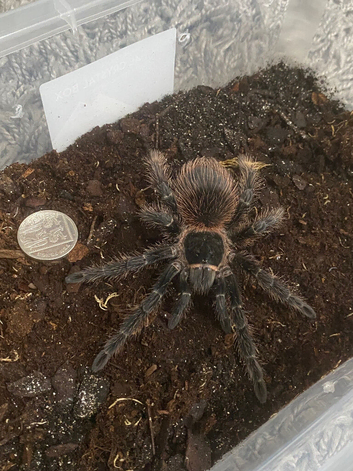 Brazilian Salmon pink goliath tarantulas