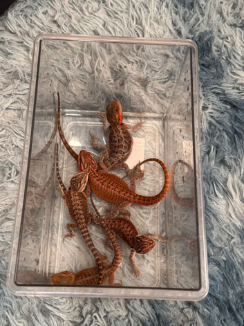 Baby bearded dragons for sale in southeast London SE7