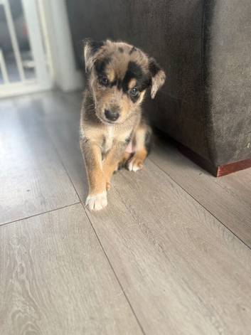 Staffy x husky pups