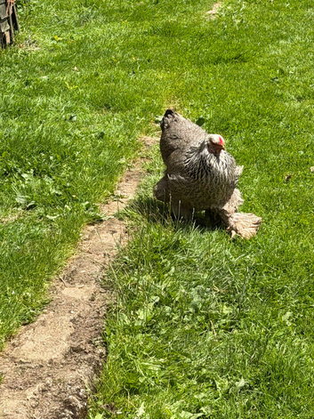 13 Hens and 2 Cockerels to rehome due to downsizing