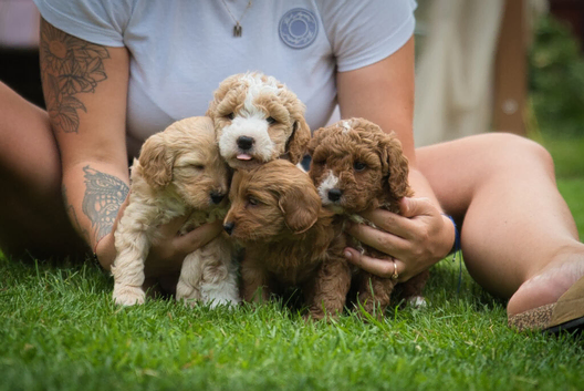 Beautiful F1 Cockapoo x Australian Labradoodle Puppies