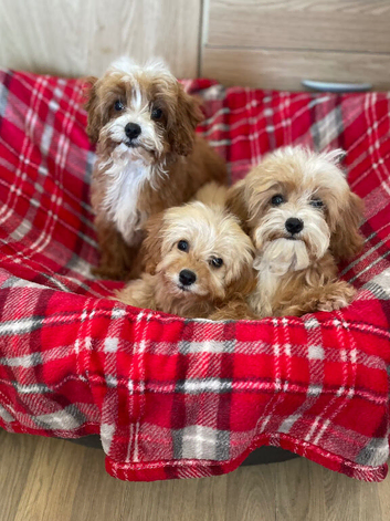 Beautiful cavapoo pups ready to leave