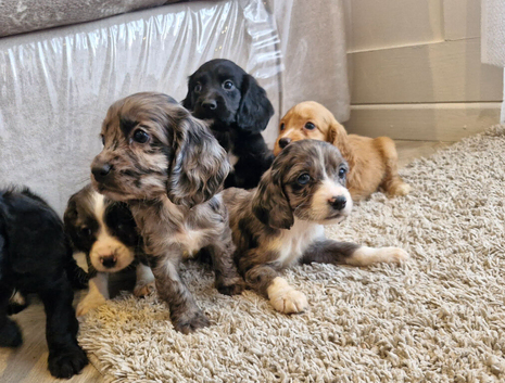 Cocker spaniel pups