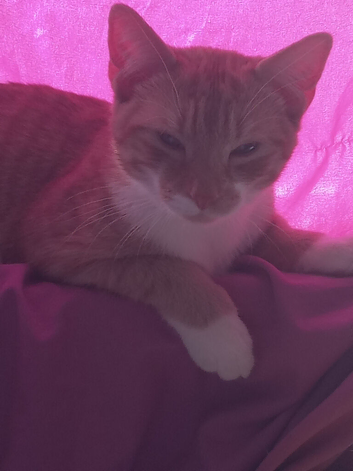 7month old male free to good home