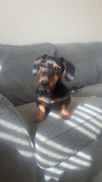 Benji