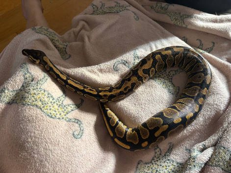Ball python