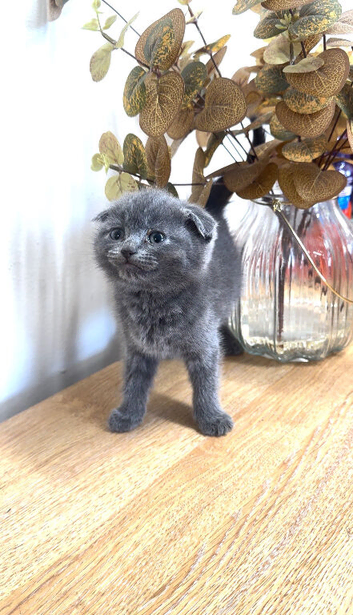 Kitten BHS grey and white