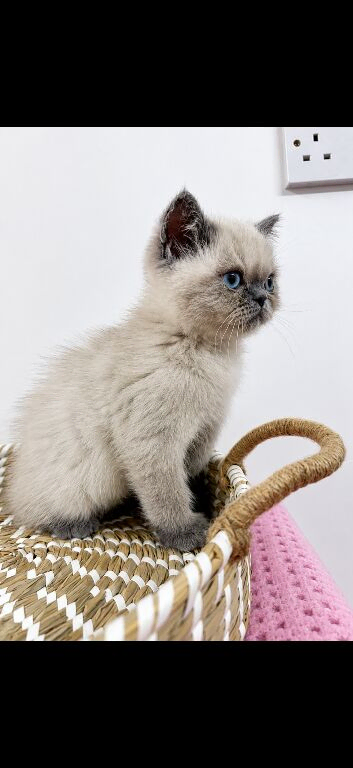 Exotic kitten