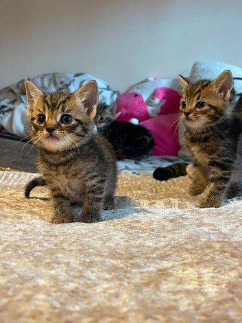 Kittens looking for forever homes