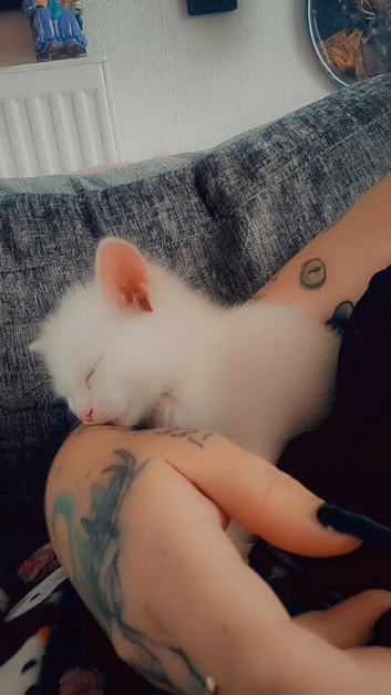 9 week old white male kitten