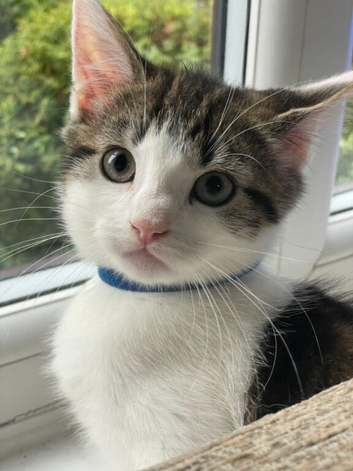 Beautiful kittens ready now!