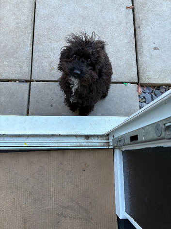 Beautiful cockapoo girl