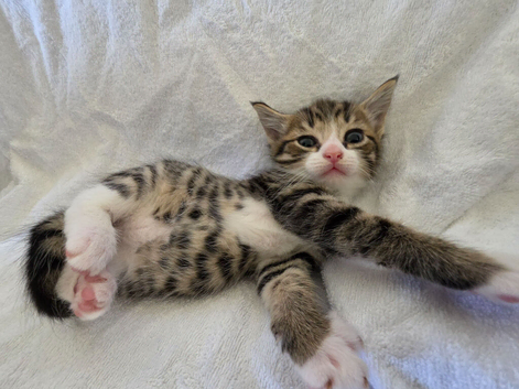 Adorable Fluffy Persian Mix Kittens looking for Forever Homes