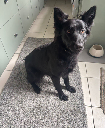 Black German shepherd