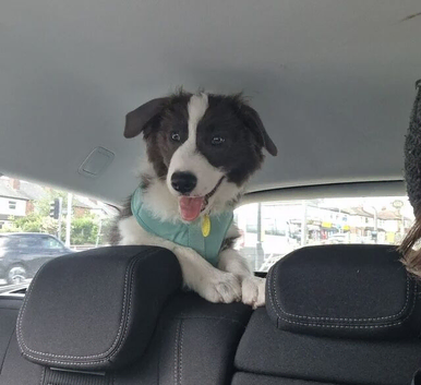 Home Raised Border Collie Male Dog