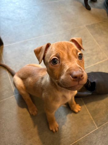 2 females staffy pups