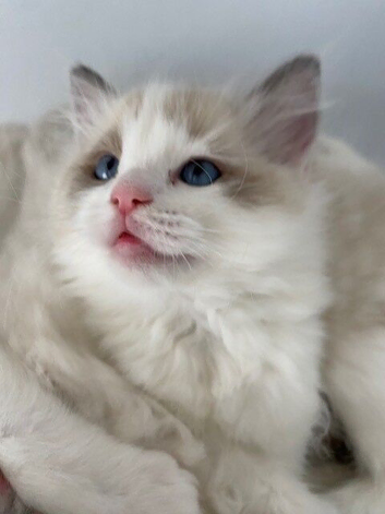 1 Year old Pedigree, Tica registered Ragdoll Females