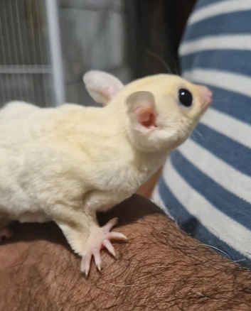 Tamed Leucistic/ White Sugar Glider Joey