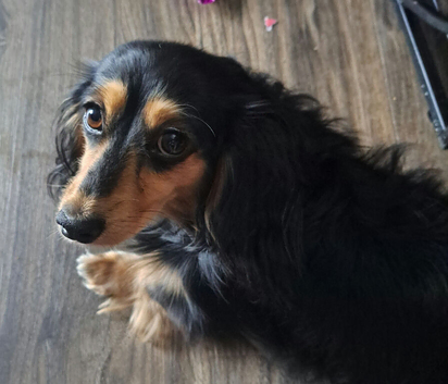 miniature long haired dachshunds