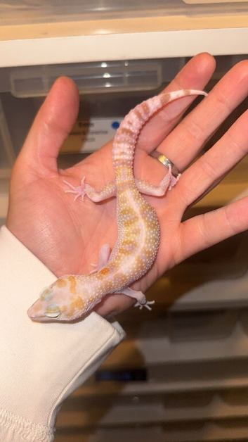 Female Mack Snow Tangerine Tremper
