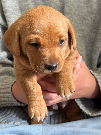 1 Fox Red female  1 Black male Labrador cross Puppies