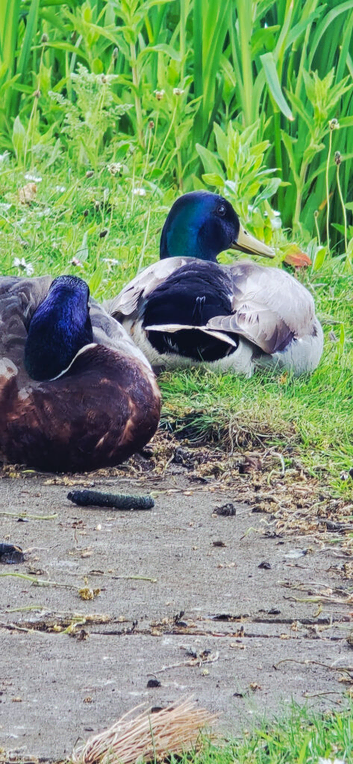 Looking for ducklings
